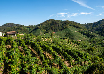 Fototapeta na wymiar Picturesque hills with vineyards of the Prosecco sparkling wine region in Guietta and Guia. Italy.