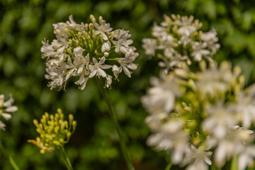 Fototapeta premium White flower detail, detail of the inflorescence
