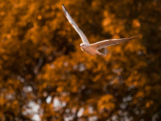 カモメ Seagull 4