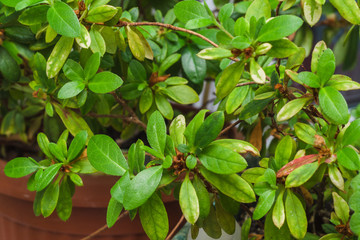 green leaves of a home flower in spring