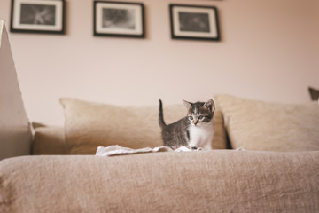 Kitten playing on sofa
