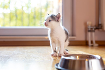 Kitten sitting by the bowl of milk