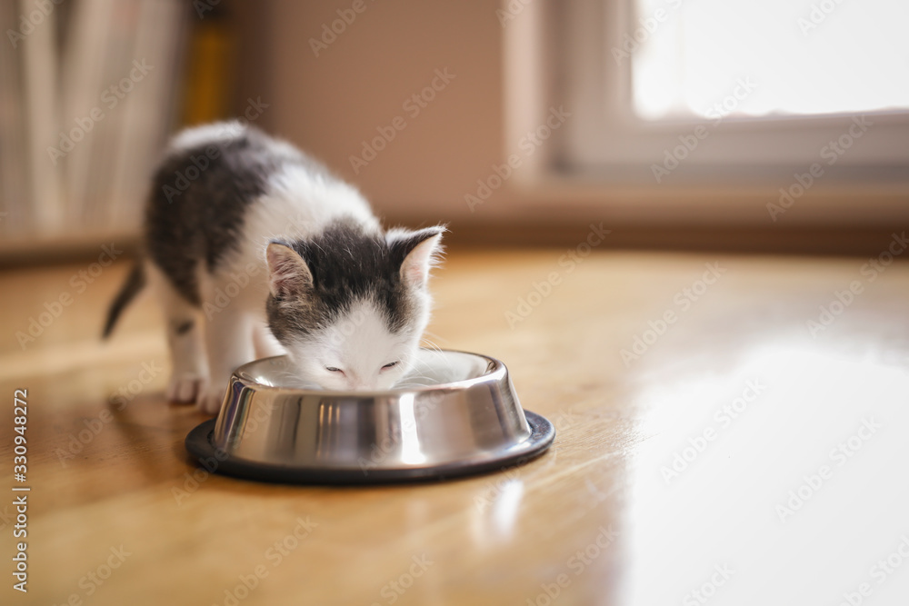 Sticker baby cat licking milk