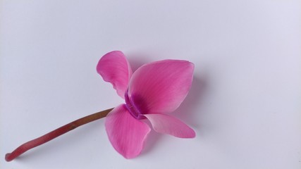 Pink cyclamen flower on a white background. A tender plant is ripped off. Petals turned back, brown...