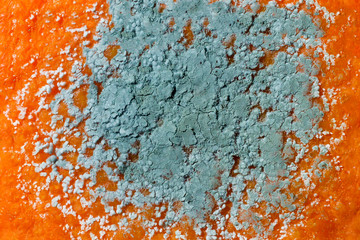 Penicillium mold on an orange fruit