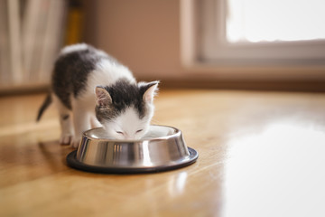 Baby cat licking milk