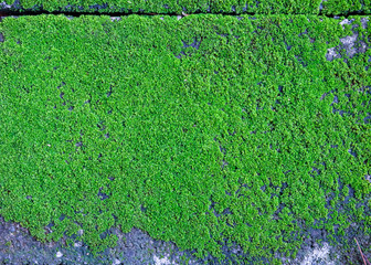 moss surface background on floor