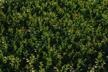 background texture of a green bush with small leaves