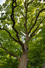 oak