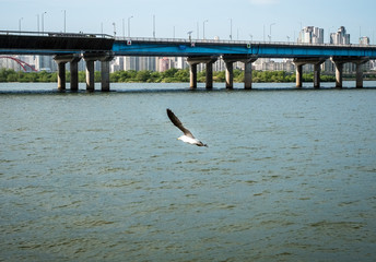 Bird on Han-river