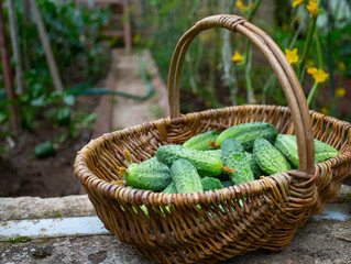 basket of cucumbers in a glass house