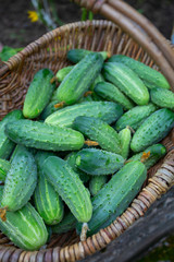 basket of cucumbers in a glass house