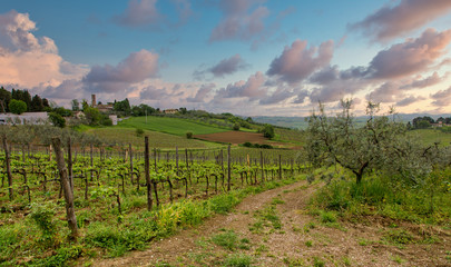 Fototapeta na wymiar A lush, green grape orchard in Tuscany, Italy