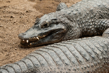 reptil descansando sobre el lecho de un rio.