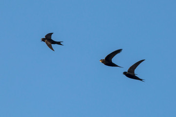 A flock of  flying black swifts. Common Swift (Apus apus).