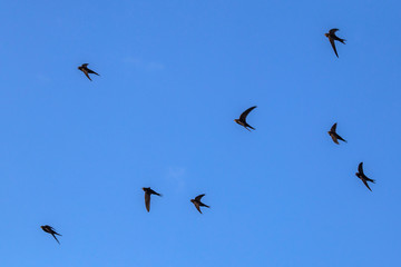 A flock of  flying black swifts. Common Swift (Apus apus).