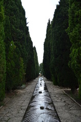 Small river with pine trees.