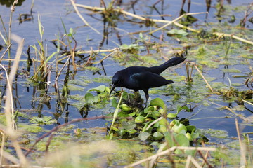 Small black bird standing on floating water plants
