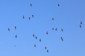 A flock of  flying black swifts. Common Swift (Apus apus).