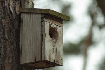 Budka lęgowa dla ptaków w lesie.
