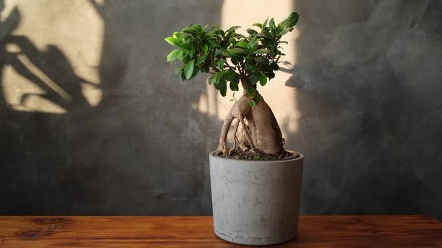 Female hand spraying houseplant with water sprayer. Potted plant care concept. Ficus ginseng bonsai tree in sunny interior. Home gardening.