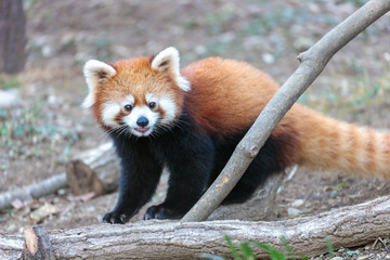 レッサーパンダ