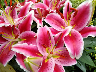 Obraz premium Lilium 'Starlight Express'