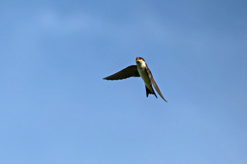 Flying common house martin (Delichon urbicum)
