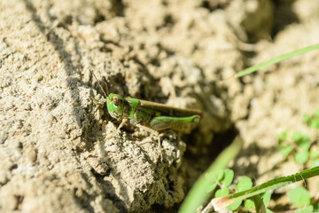 Grasshopper insect on grass in garden outdoor, park green background cricket animal macro cloase up