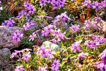 Purple flowers of ground cover between stones.