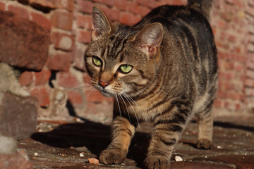 Cat ready for action