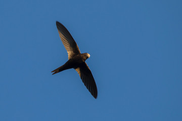 Flying swift. Common Swift (Apus apus).