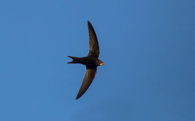 Flying swift. Common Swift (Apus apus).