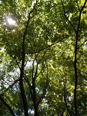 tree in summer 