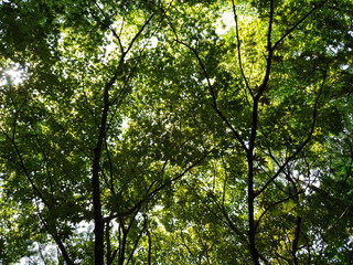 Fototapeta na wymiar tree with green leaves