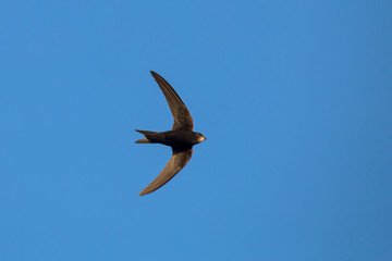 Flying swift. Common Swift (Apus apus).