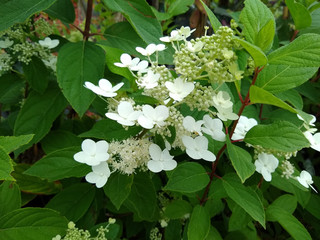 Hydrangea paniculata 'Kyushu'