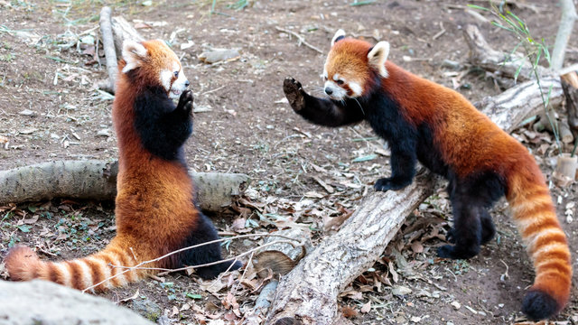 レッサーパンダ