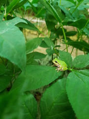 frog on leaf
