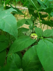 frog on leaf