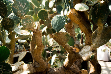large cacti in greenhouse background texture