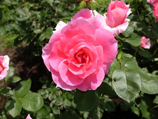 ピンクのバラのアップ