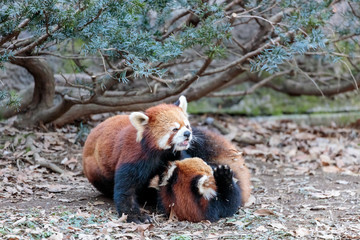 レッサーパンダ