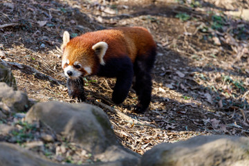 レッサーパンダ