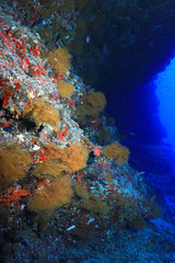 Naklejka na ściany i meble Colony of small yellow fan corals