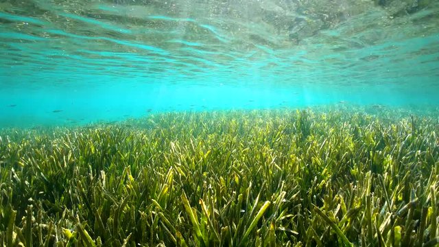 Shallow seagrass Posidonia Oceanica under water surface with small fish, natural light, Mediterranean sea, France, French Riviera, Var