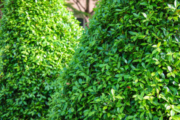 green bush of green hedge