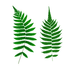 fern leaf isolated
