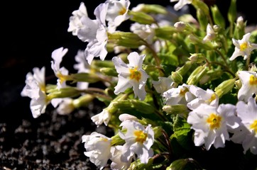many white flowers and green young leaves  of primrose growing on soil in flowerbed in  spring.	Floral background