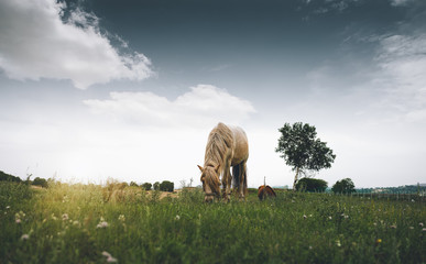 Naklejka na ściany i meble Horses grazing on grassland under blue sky and white clouds
